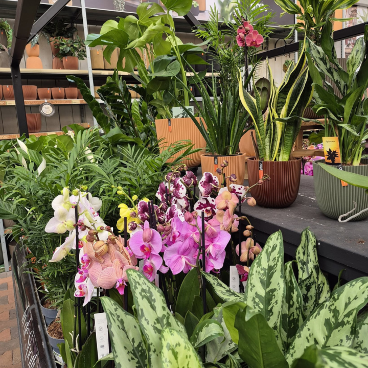 Shop kamerplanten bij GroenRijk de Wilskracht!