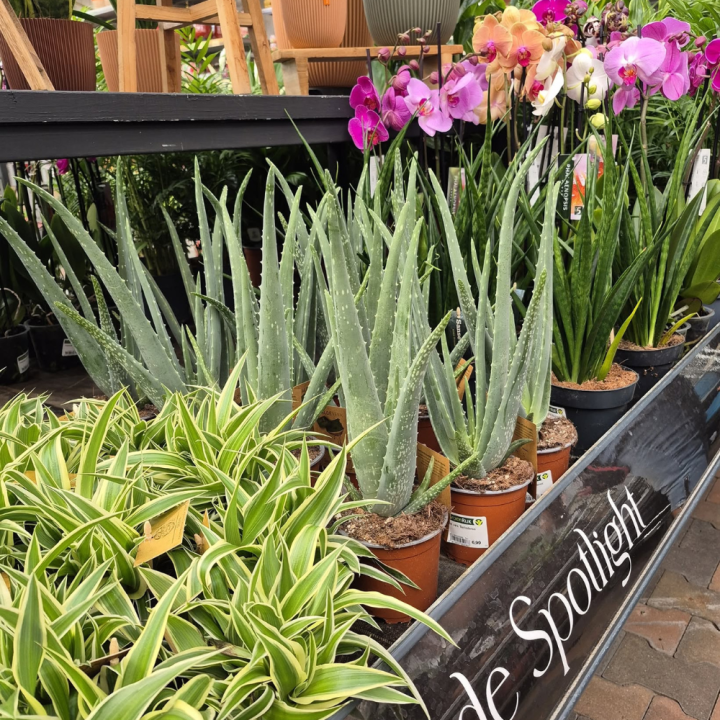 Shop kamerplanten bij GroenRijk de Wilskracht!