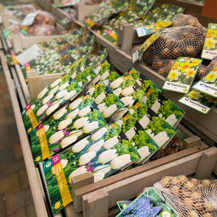 Shop bloembollen bij GroenRijk de Wilskracht! Shop bloembollen bij GroenRijk de Wilskracht!
