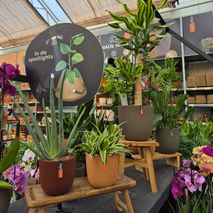 Bloempotten kopen bij tuincentrum de Wilskracht!