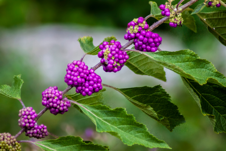 1.Callicarpa  Dit prachtige knal paarse bloemetje staat voor de voorbije zomer! Met zijn vrolijke kleur steekt het mooi af tegen de overwegend rood en oranje tinten die zo kenmerkend zijn voor de herfstkleuren in een najaarsboeket.