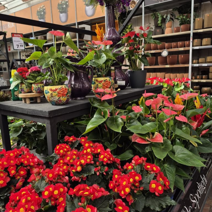 Shop kamerplanten bij GroenRijk de Wilskracht!