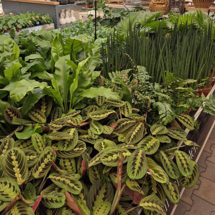 Shop kamerplanten bij GroenRijk de Wilskracht!