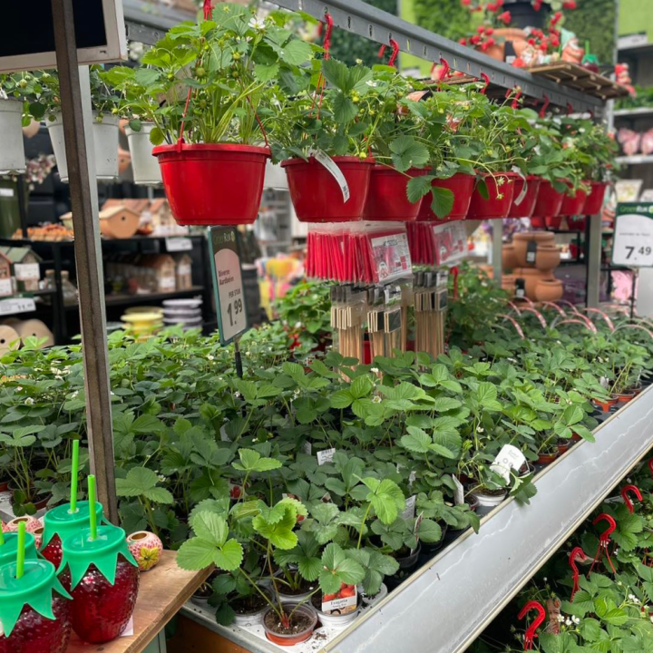 Shop fruit bij tuincentrum GroenRijk de Wilskracht!