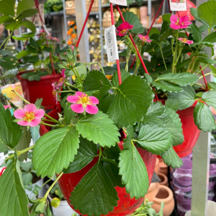 Shop perkplanten bij tuincentrum GroenRijk de Wilskracht!