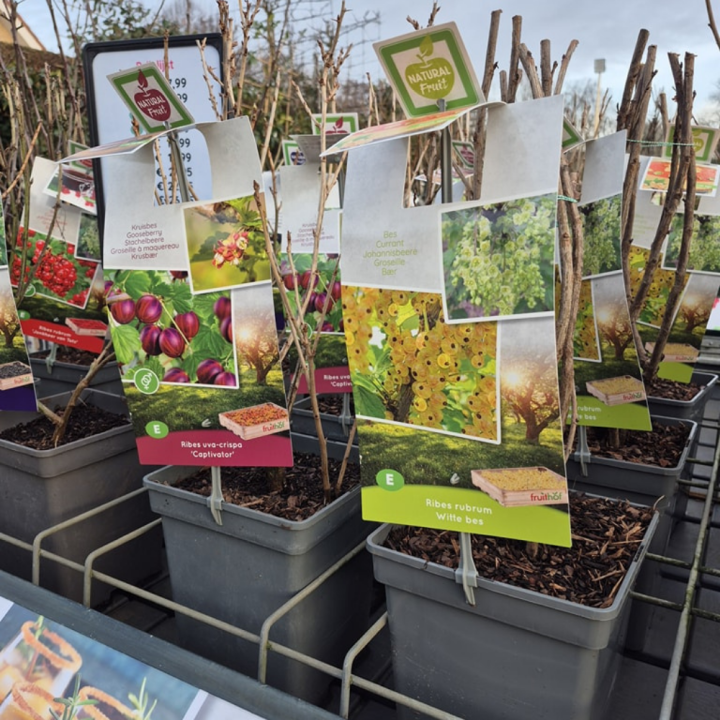 Shop fruit bij tuincentrum GroenRijk de Wilskracht!