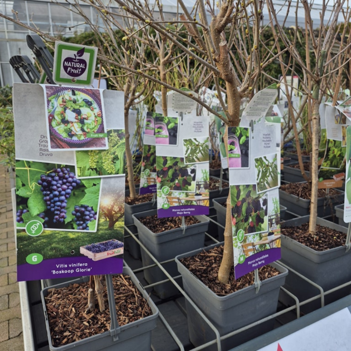 Shop fruit bij tuincentrum GroenRijk de Wilskracht!