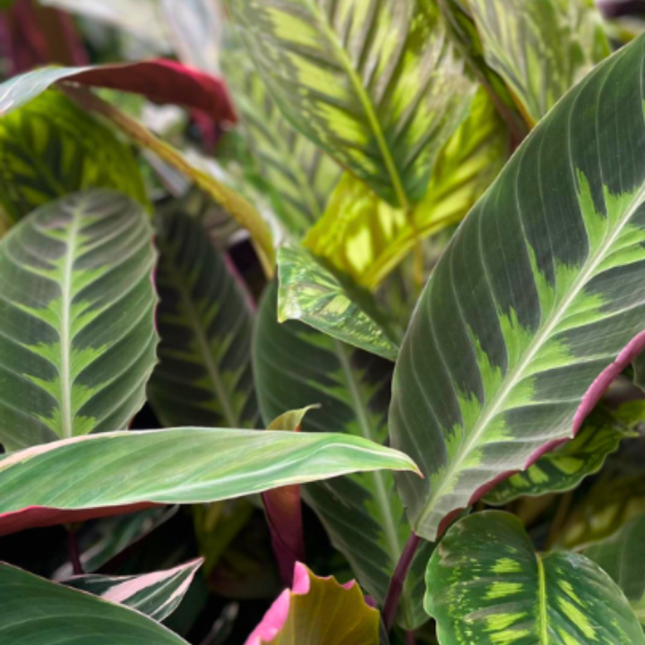 Groene kamerplanten kopen bij tuincentrum de Wilskracht! Groene kamerplanten kopen bij tuincentrum de Wilskracht!