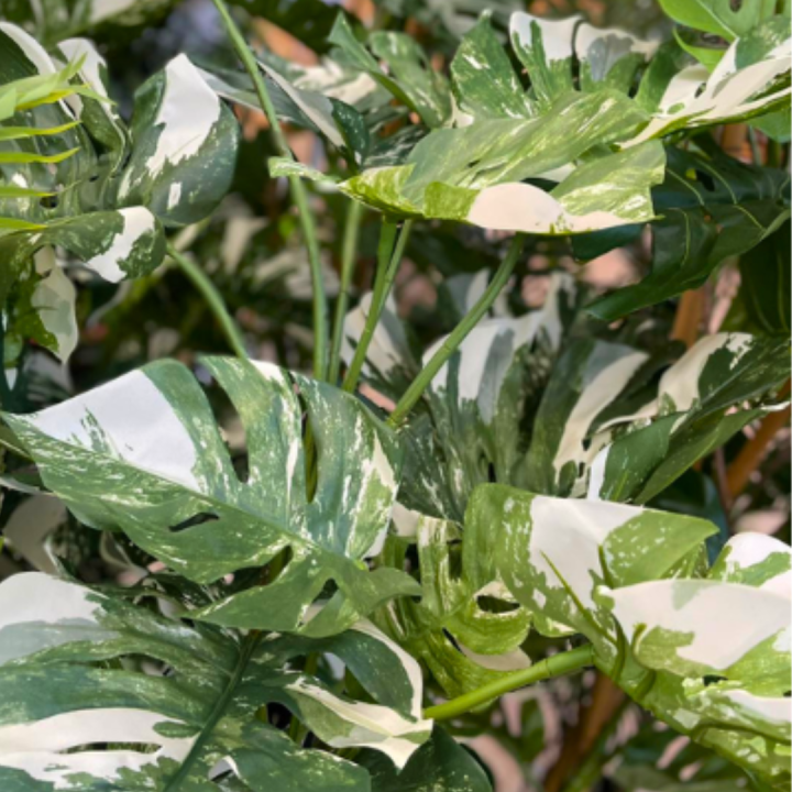 Groene kamerplanten kopen bij tuincentrum de Wilskracht! Groene kamerplanten kopen bij tuincentrum de Wilskracht!