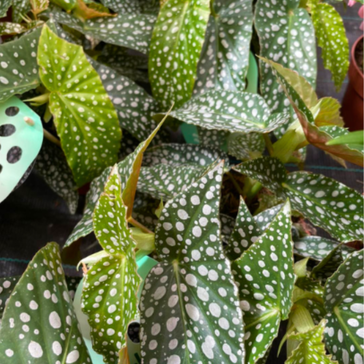 Groene kamerplanten kopen bij tuincentrum de Wilskracht! Groene kamerplanten kopen bij tuincentrum de Wilskracht!