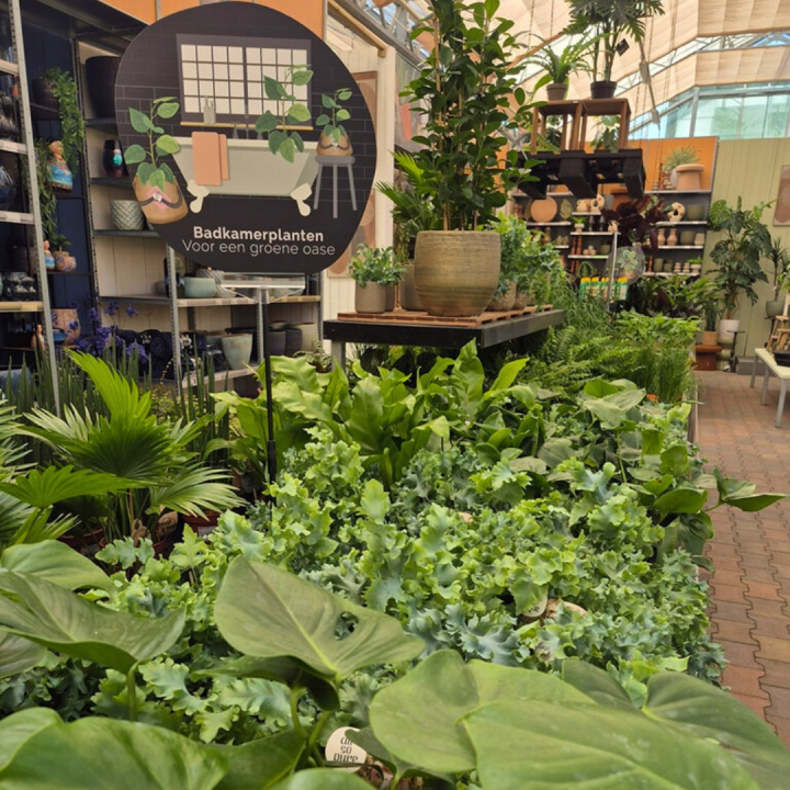 Groene kamerplanten shoppen bij tuincentrum de Wilskracht! Groene kamerplanten shoppen bij tuincentrum de Wilskracht!