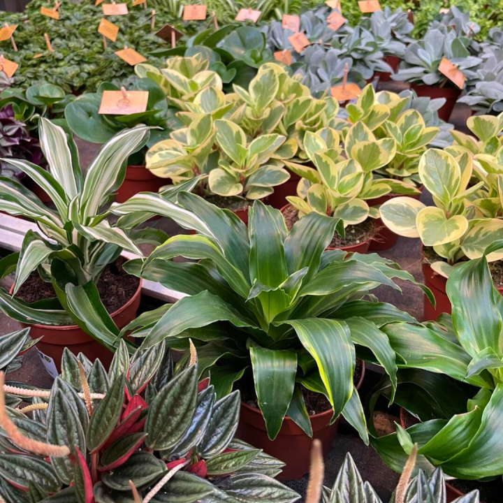 Groene kamerplanten shoppen bij tuincentrum de Wilskracht! Groene kamerplanten shoppen bij tuincentrum de Wilskracht!