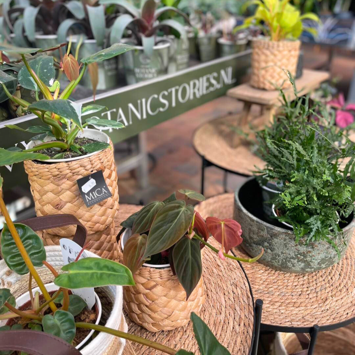 Groene kamerplanten shoppen bij tuincentrum de Wilskracht! Groene kamerplanten shoppen bij tuincentrum de Wilskracht!