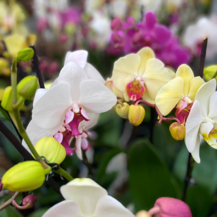 Bloeiende kamerplanten shoppen bij tuincentrum de Wilskracht! Bloeiende kamerplanten shoppen bij tuincentrum de Wilskracht!