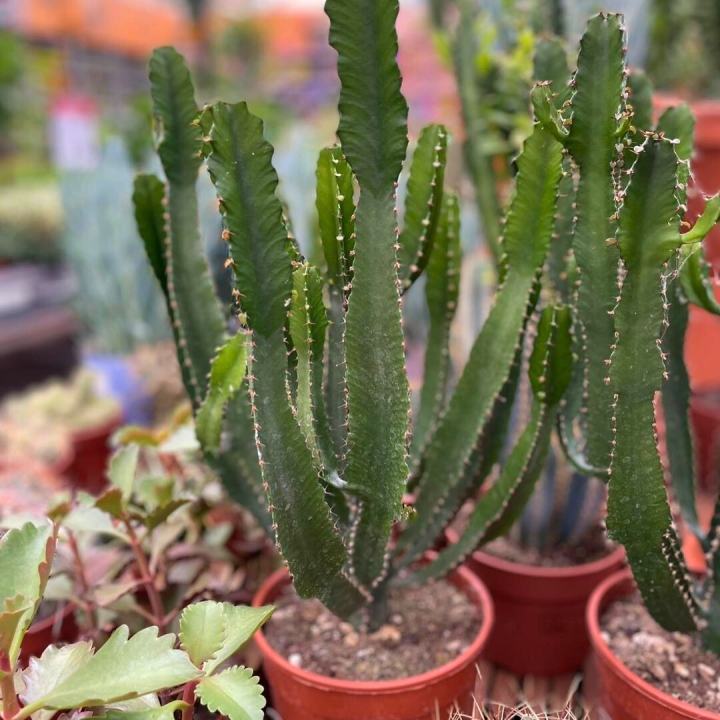 Cactussen en vetplanten shoppen bij tuincentrum de Wilskracht!