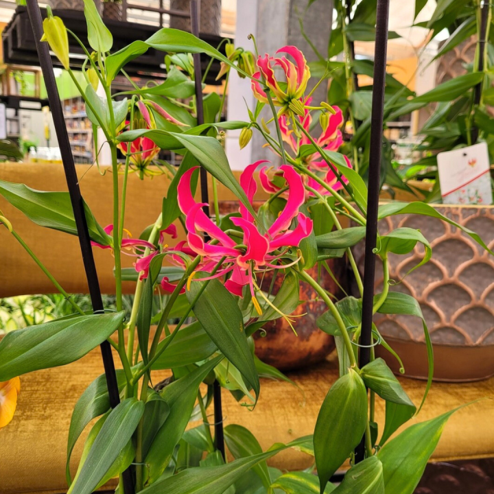 Bloeiende kamerplanten shoppen bij tuincentrum de Wilskracht! Bloeiende kamerplanten shoppen bij tuincentrum de Wilskracht!