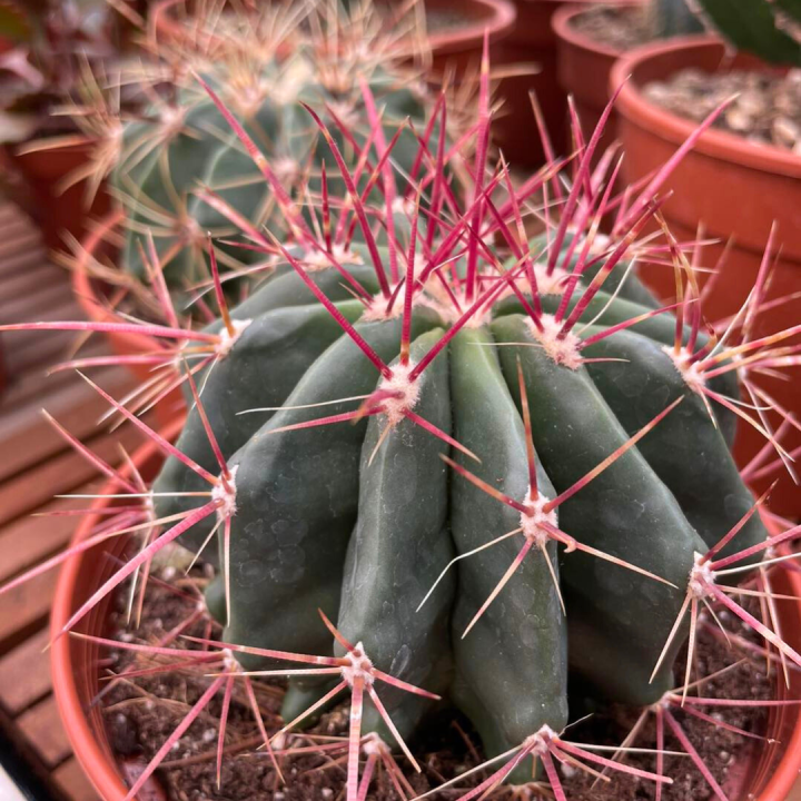 Cactussen en vetplanten shoppen bij tuincentrum de Wilskracht!