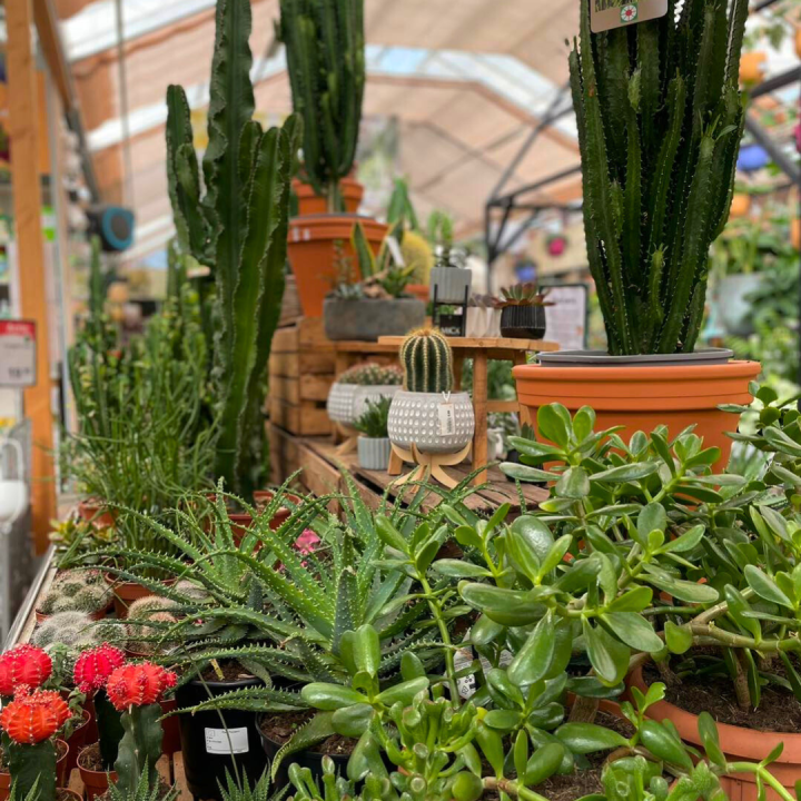 Groene kamerplanten kopen bij tuincentrum de Wilskracht!