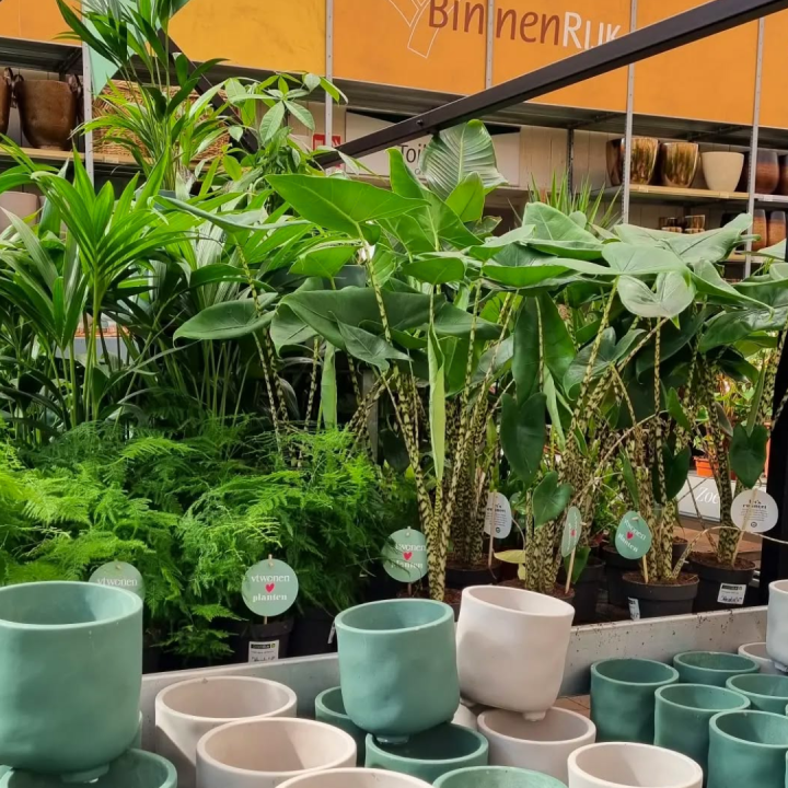 Grote kamerplanten shoppen bij tuincentrum de Wilskracht!