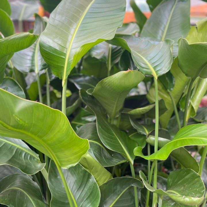 Grote kamerplanten shoppen bij tuincentrum de Wilskracht!