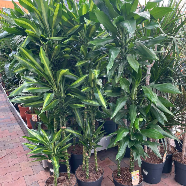 Grote kamerplanten shoppen bij tuincentrum de Wilskracht!