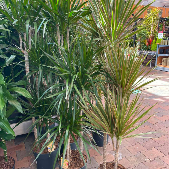 Grote kamerplanten shoppen bij tuincentrum de Wilskracht!