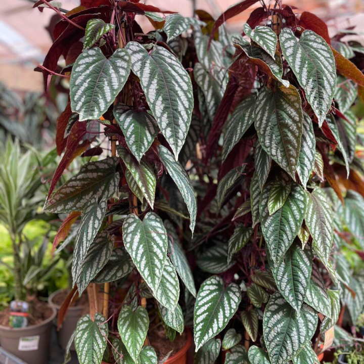 Grote kamerplanten shoppen bij tuincentrum de Wilskracht!