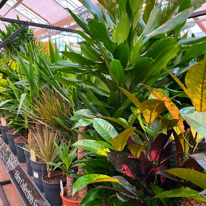 Grote kamerplanten shoppen bij tuincentrum de Wilskracht!