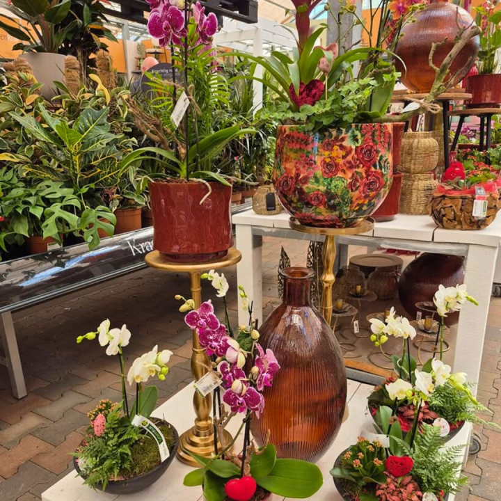 Bloeiende kamerplanten shoppen bij tuincentrum de Wilskracht! Bloeiende kamerplanten shoppen bij tuincentrum de Wilskracht!