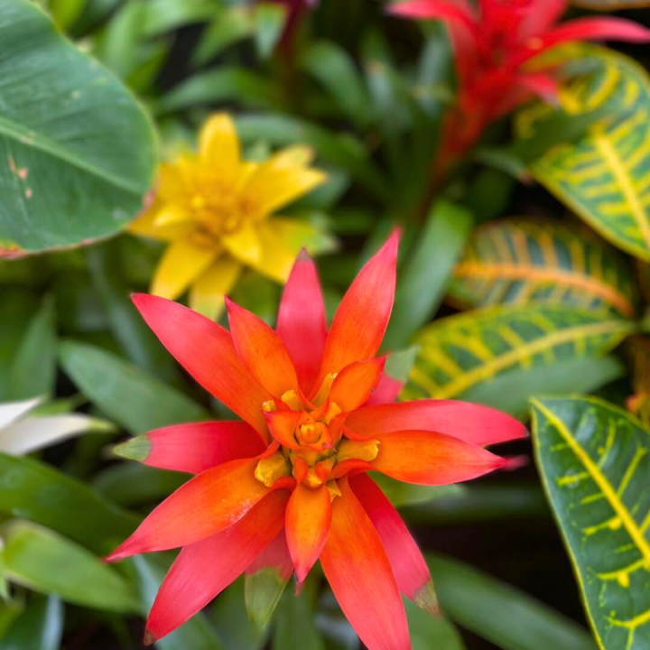 Bloeiende kamerplanten shoppen bij tuincentrum de Wilskracht! Bloeiende kamerplanten shoppen bij tuincentrum de Wilskracht!