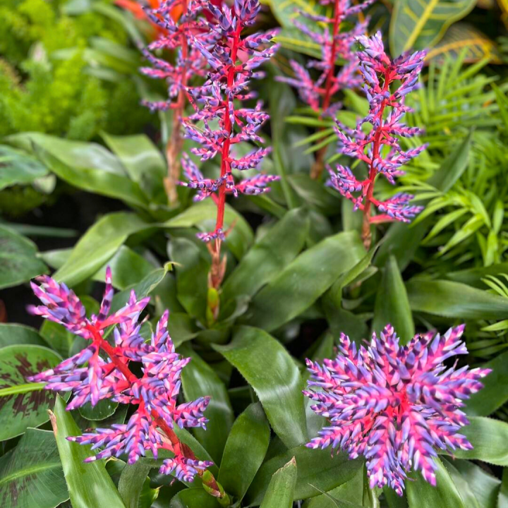 Bloeiende kamerplanten shoppen bij tuincentrum de Wilskracht! Bloeiende kamerplanten shoppen bij tuincentrum de Wilskracht!