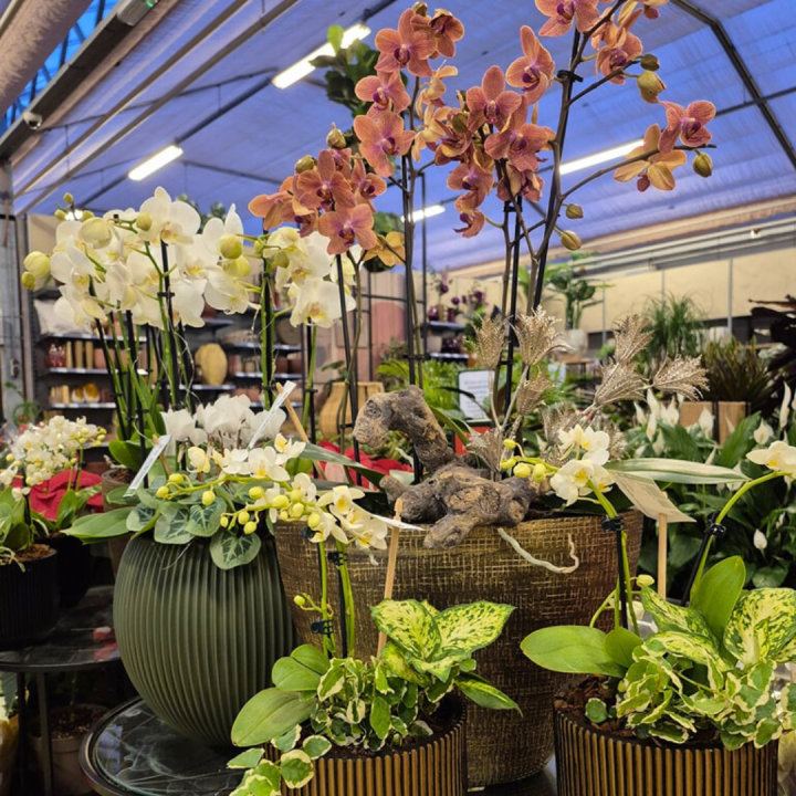 Bloeiende kamerplanten shoppen bij tuincentrum de Wilskracht! Bloeiende kamerplanten shoppen bij tuincentrum de Wilskracht!