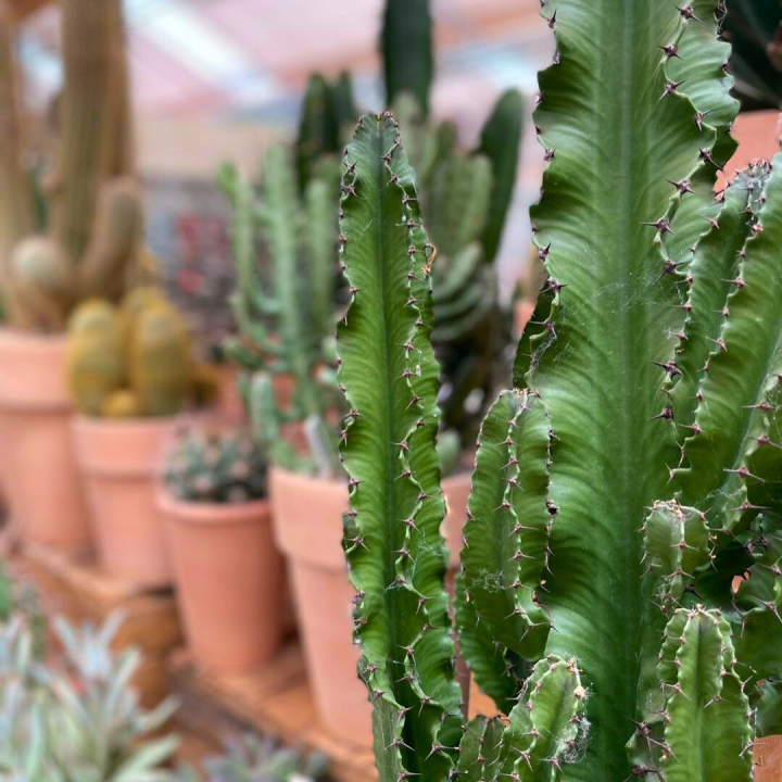 Cactussen en vetplanten shoppen bij tuincentrum de Wilskracht!