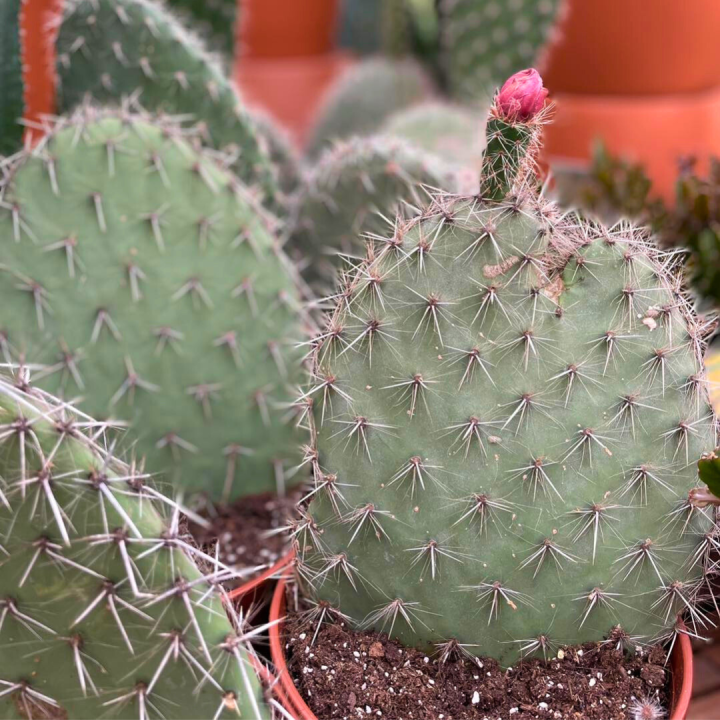 Cactussen en vetplanten shoppen bij tuincentrum de Wilskracht!