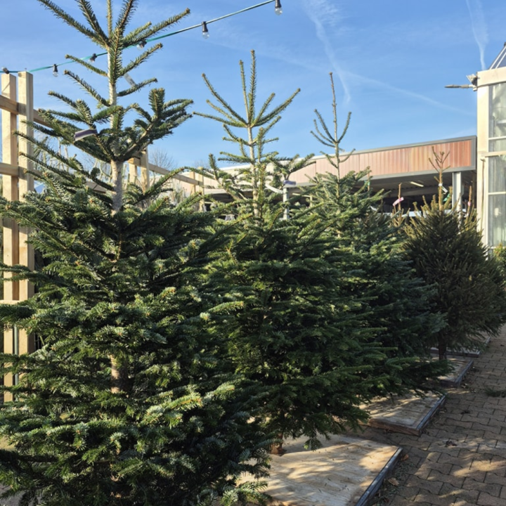 Kerstboom kopen bij tuincentrum de Wilskracht in Den Haag!