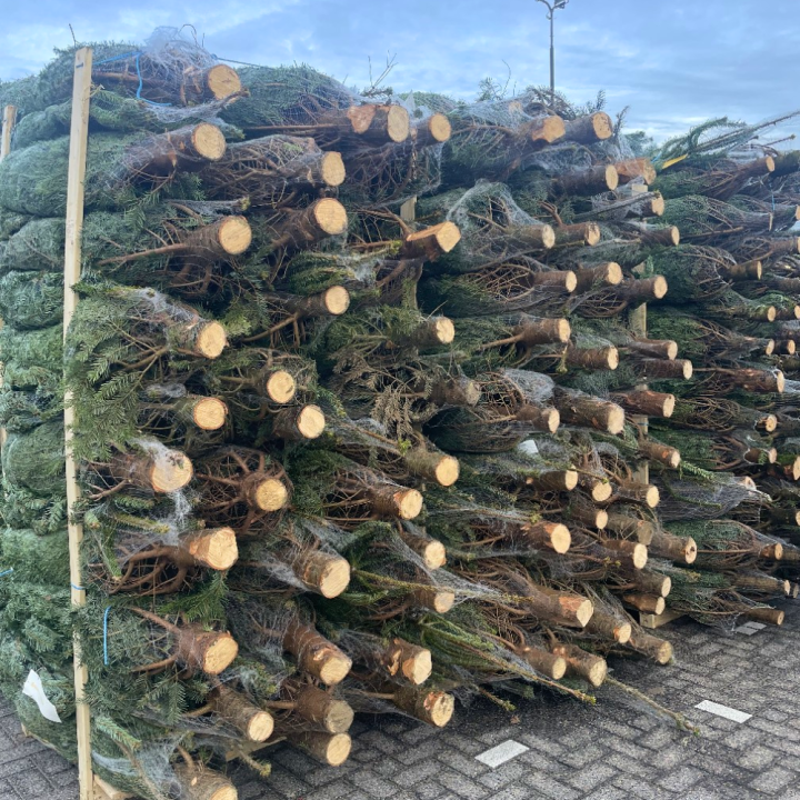 Kerstboom kopen bij tuincentrum de Wilskracht in Den Haag!