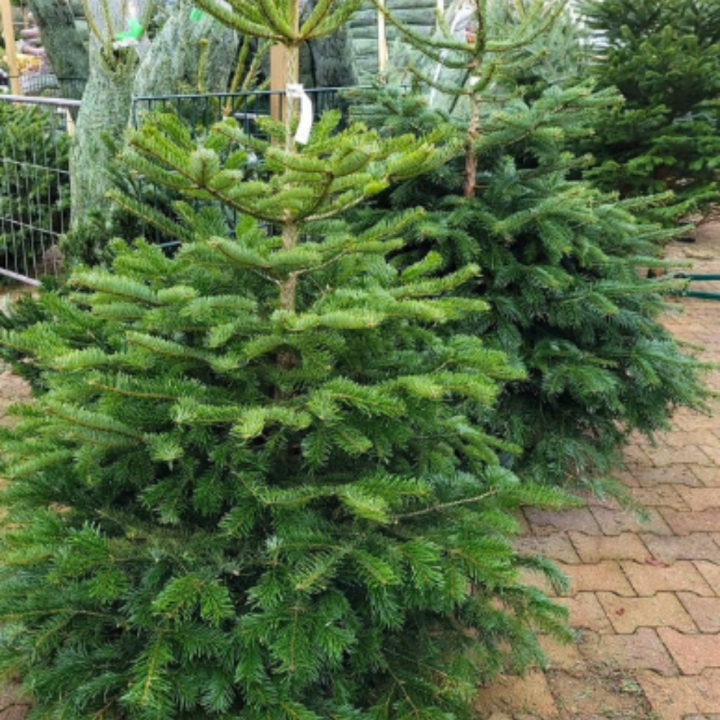 Kerstboom kopen bij tuincentrum de Wilskracht in Den Haag!