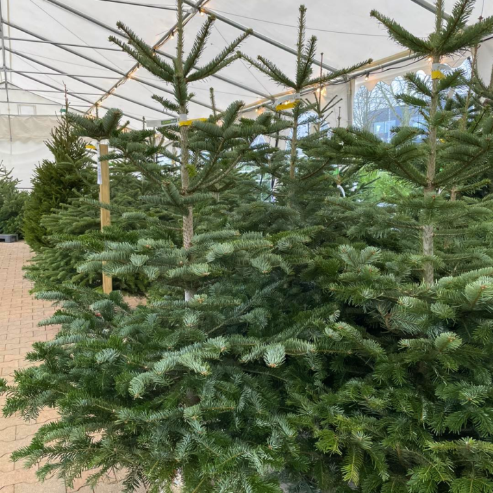 Kerstboom shoppen bij tuincentrum de Wilskracht!