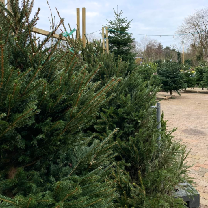 Kerstboom kopen bij tuincentrum de Wilskracht in Den Haag!