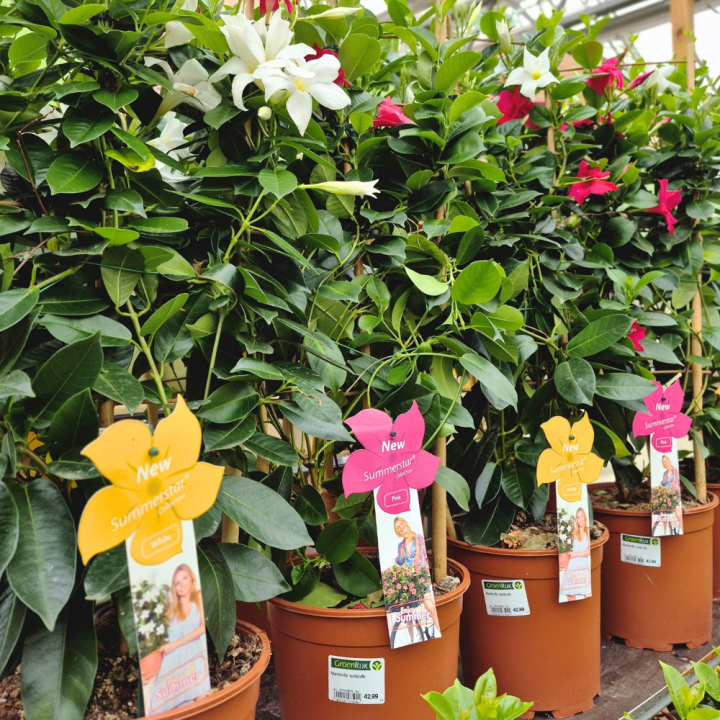 Shop klimplanten bij tuincentrum GroenRijk de Wilskracht! Shop klimplanten bij tuincentrum GroenRijk de Wilskracht!