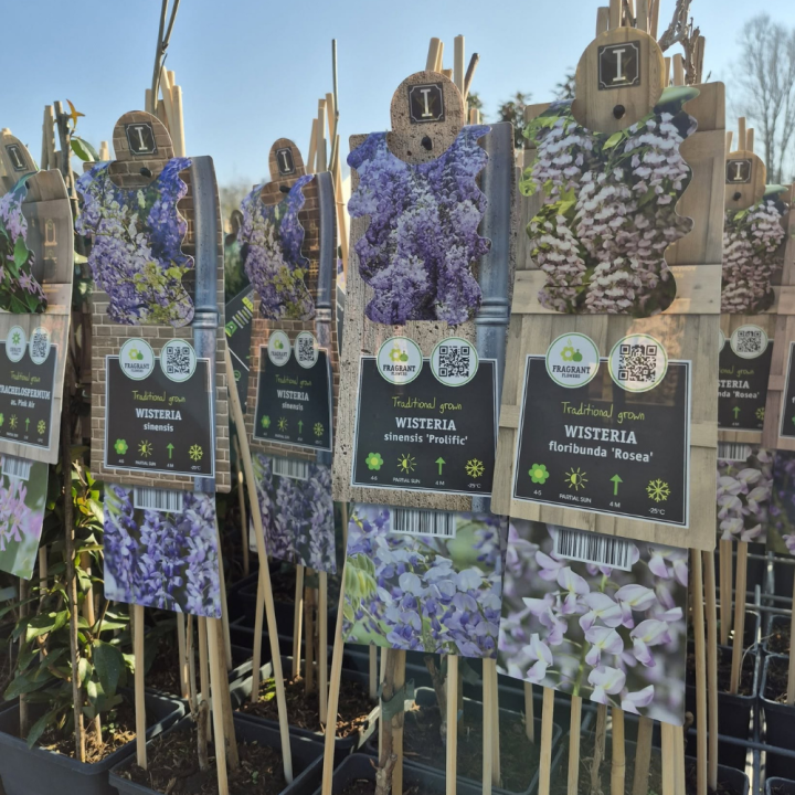 Shop klimplanten bij tuincentrum GroenRijk de Wilskracht! Shop klimplanten bij tuincentrum GroenRijk de Wilskracht!