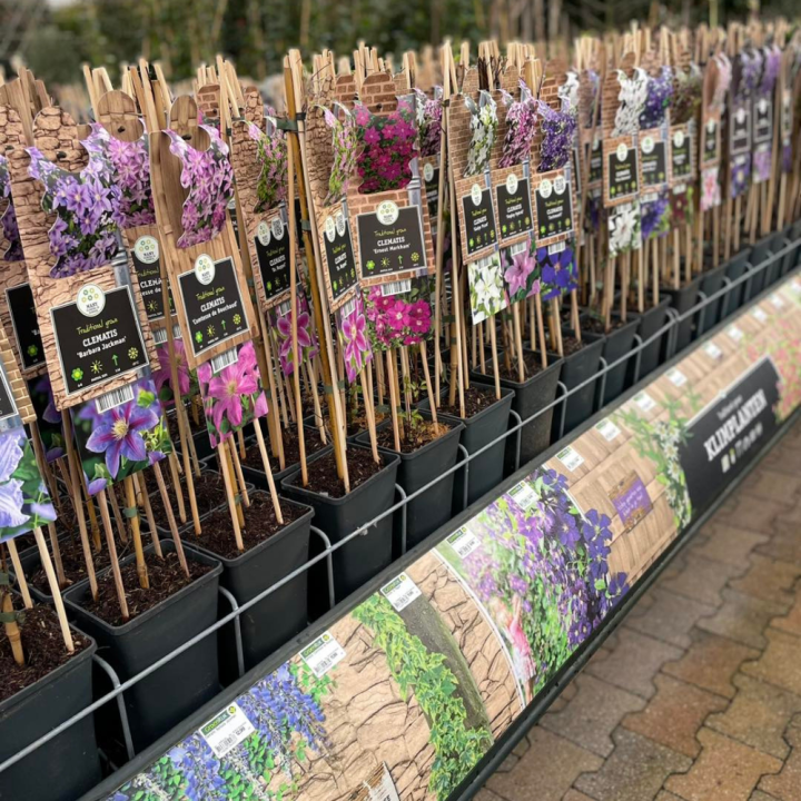 Shop klimplanten bij tuincentrum GroenRijk de Wilskracht! Shop klimplanten bij tuincentrum GroenRijk de Wilskracht!