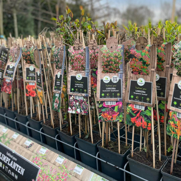 Shop klimplanten bij tuincentrum GroenRijk de Wilskracht! Shop klimplanten bij tuincentrum GroenRijk de Wilskracht!