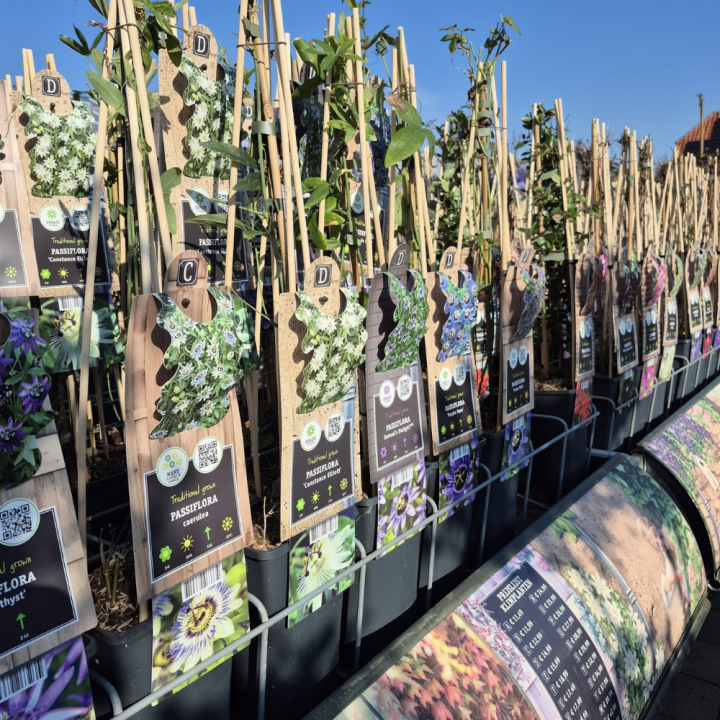 Shop klimplanten bij tuincentrum GroenRijk de Wilskracht! Shop klimplanten bij tuincentrum GroenRijk de Wilskracht!