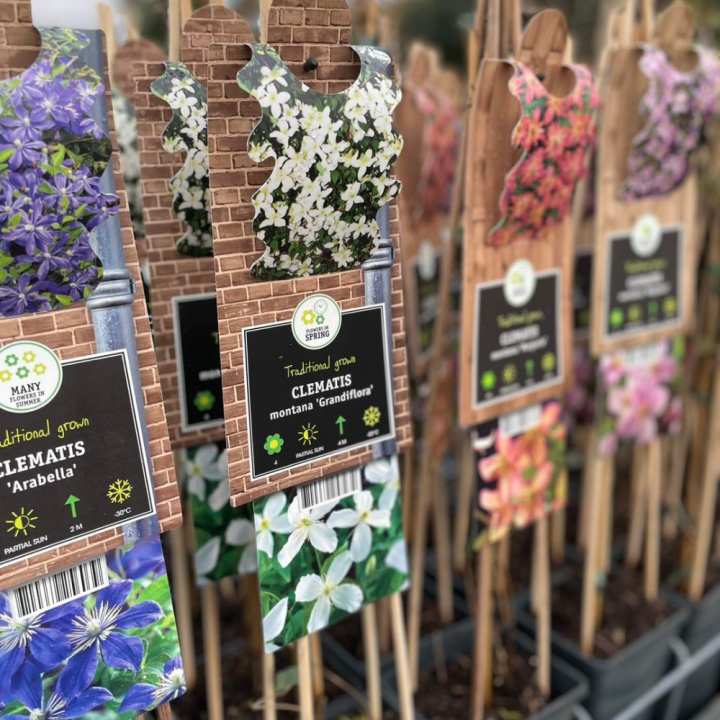 Shop klimplanten bij tuincentrum GroenRijk de Wilskracht! Shop klimplanten bij tuincentrum GroenRijk de Wilskracht!