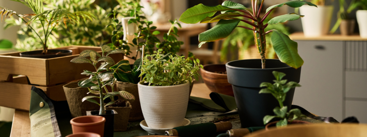 Planten uitverkoop bij GroenRijk de Wilskracht: 30% korting! Planten uitverkoop bij GroenRijk de Wilskracht: 30% korting!