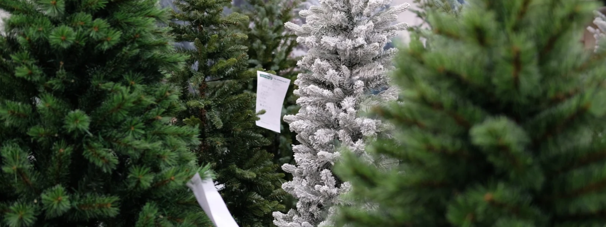 Triumph Tree | Tuincentrum GroenRijk de Wilskracht Triumph Tree | Tuincentrum GroenRijk de Wilskracht