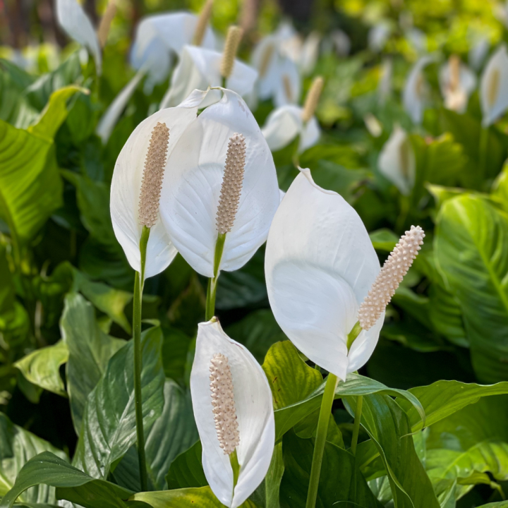 Luchtzuiverende kamerplanten shoppen bij tuincentrum de Wilskracht! Luchtzuiverende kamerplanten shoppen bij tuincentrum de Wilskracht!