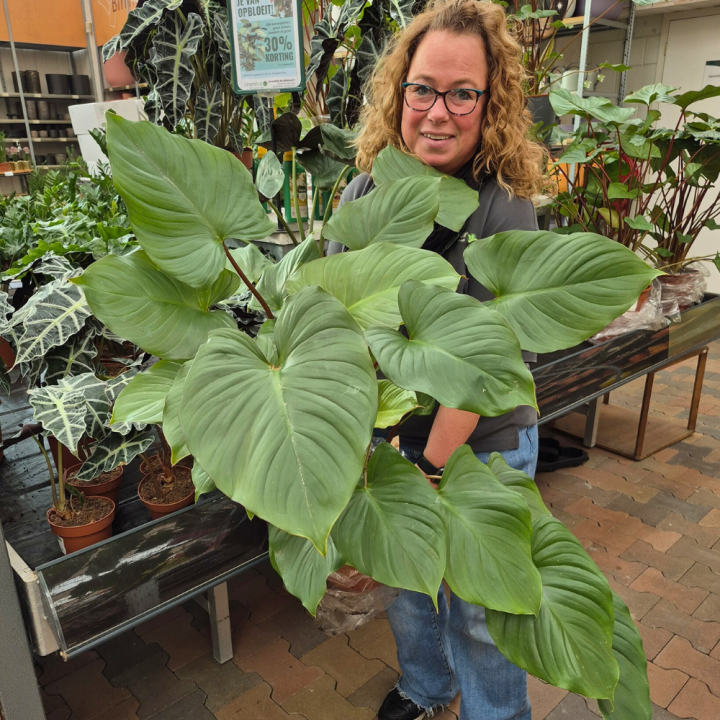 Luchtzuiverende kamerplanten shoppen bij tuincentrum de Wilskracht! Luchtzuiverende kamerplanten shoppen bij tuincentrum de Wilskracht!
