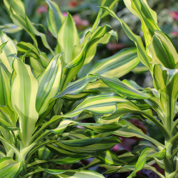 Luchtzuiverende kamerplanten shoppen bij tuincentrum de Wilskracht! Luchtzuiverende kamerplanten shoppen bij tuincentrum de Wilskracht!